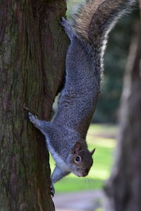 Close-up of squirrel on a tree