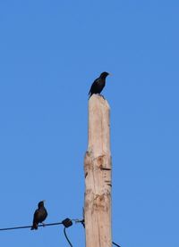 Bird perching on wooden post against clear blue sky