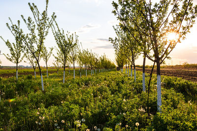 Plants growing on field against sky