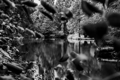 Blurred motion of lake by trees