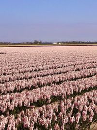 Scenic view of pink flowers on field against sky