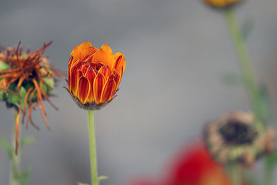 Close-up of orange flowering plant