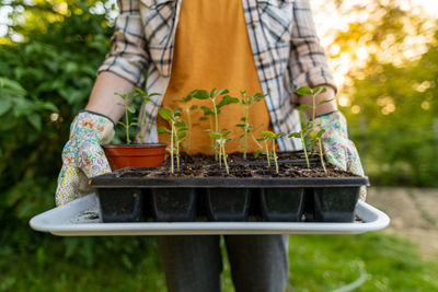 Unrecognizable woman standing in her garden, holding bunch of snapdragon seedlings in a propagator. 