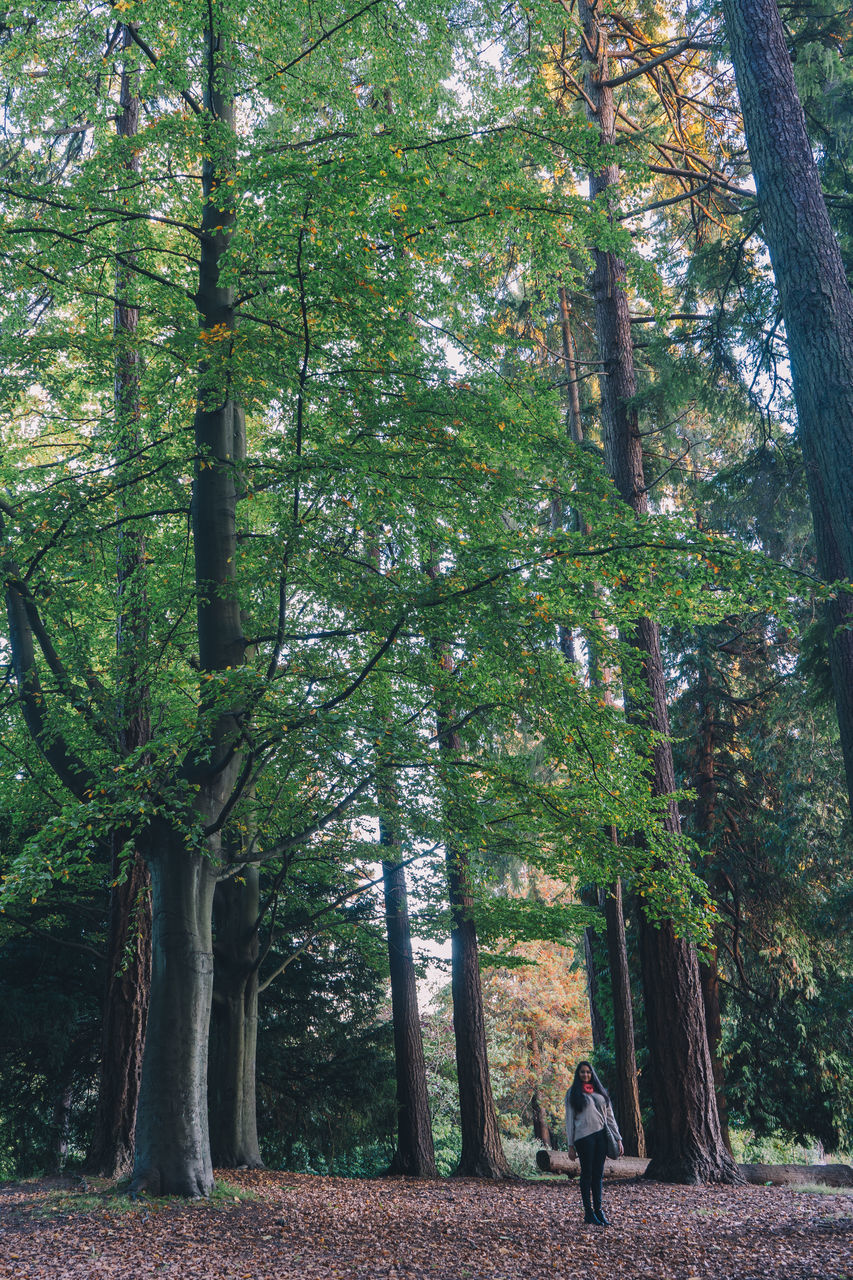 REAR VIEW OF PERSON WALKING AMIDST PLANTS IN FOREST