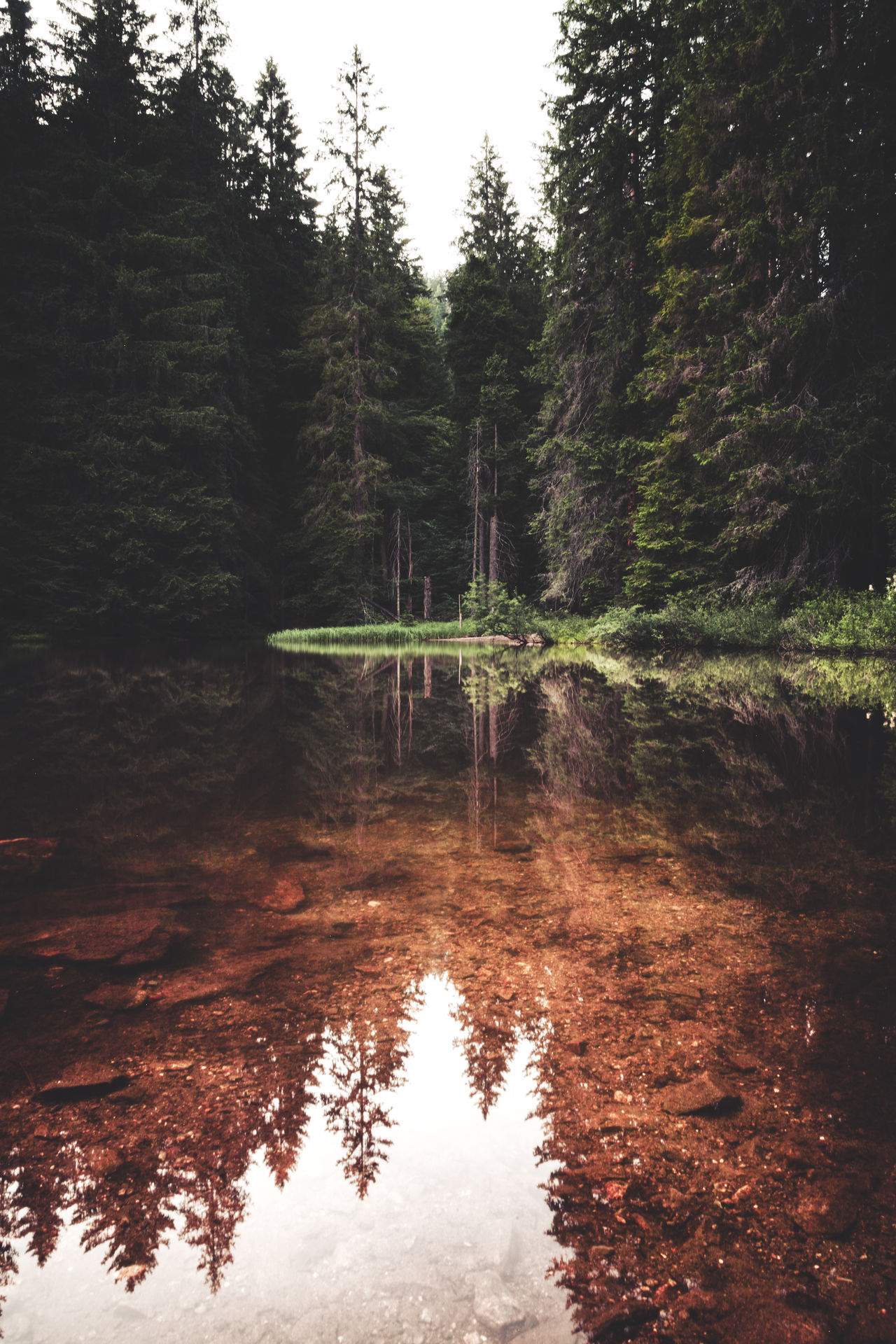 Germany, bavaria, national park, forest, trees, lake, reflection, sky, clouds, day, water, grass, green, dark, daylight,
