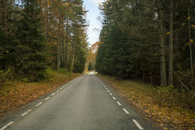 Road at lahemaa national park in autumn