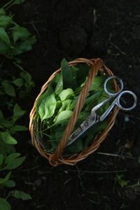 High angle view of flowering plant