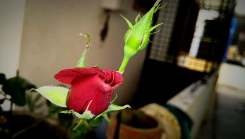 Close-up of red flower