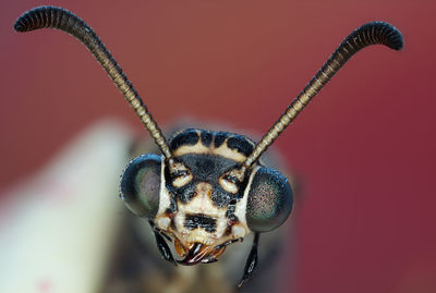 Close-up of an insect