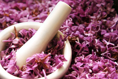 Close-up of pink roses on purple flowering plant