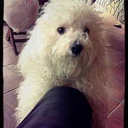 Close-up of white dog