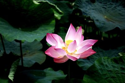 Close-up of pink lotus water lily in pond