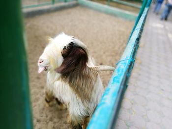 Close-up of sheep