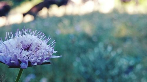 Close-up of purple flower