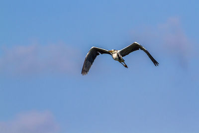 Low angle view of seagull flying in sky