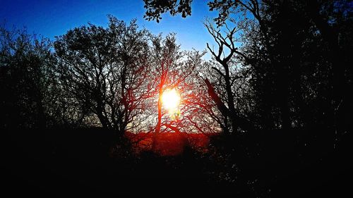 Low angle view of silhouette trees against bright sun