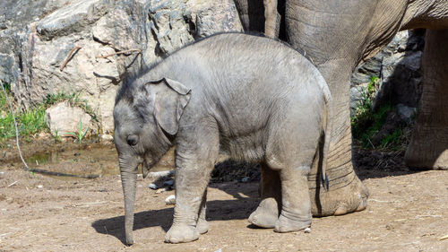 Side view of elephant standing in zoo