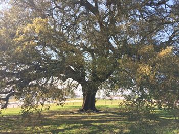 Trees on field