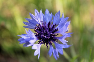 Close-up of purple flower blooming outdoors