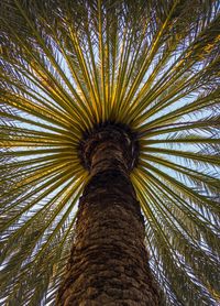 Low angle view of coconut palm tree against sky