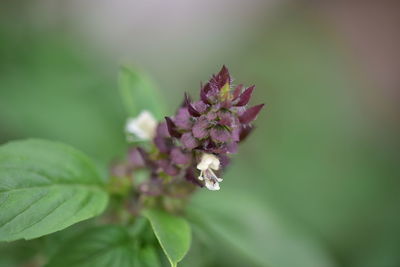 Close-up of purple flowering plant