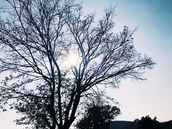 Low angle view of silhouette tree against sky