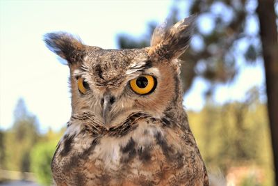 Close-up portrait of owl against sky