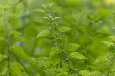 Close-up of fresh green leaves