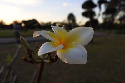 Close-up of white flowering plant