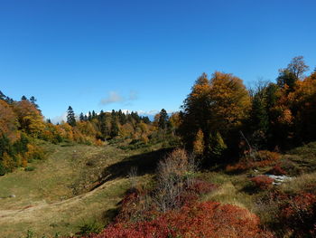 Trees on landscape against clear blue sky