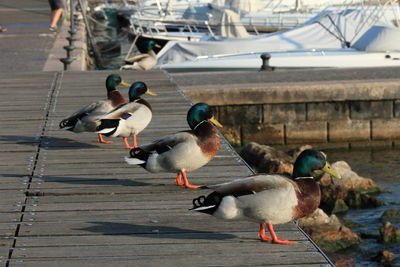 High angle view of mallard ducks perching on pier over lake