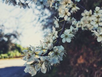 Close-up of white cherry blossom tree