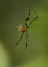 Spider on web