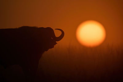 Cape buffalo stands silhouetted during misty sunrise