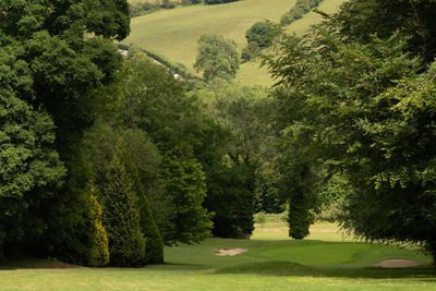 Scenic view of forest