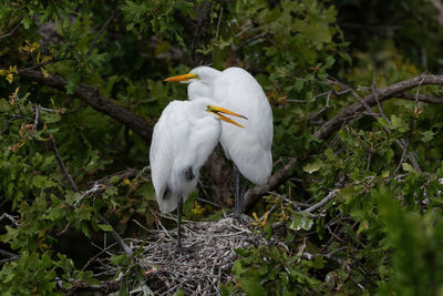 White bird perching on a branch