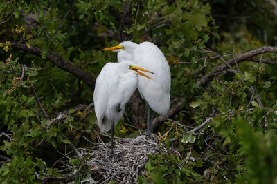 A pair of great white egrets standing in their treetop nest in a rookery.