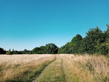 Trees on field against clear blue sky