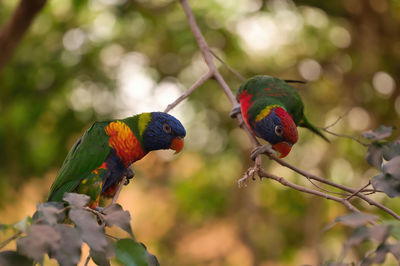 Close-up of parrot perching on branch