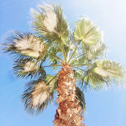Low angle view of palm trees against blue sky