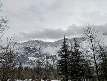 Pine trees in forest against sky during winter