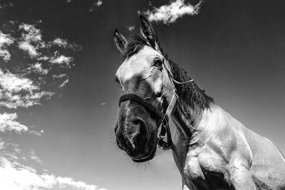 Close-up of horse against sky