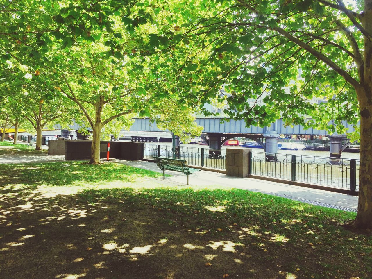 tree, growth, park - man made space, bench, green color, nature, branch, park, leaf, tranquility, park bench, grass, beauty in nature, lawn, day, outdoors, empty, built structure, absence, tranquil scene