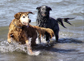 Dogs running on wet shore