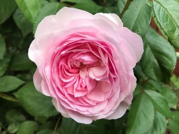 Close-up of pink rose