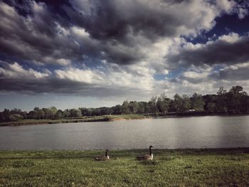 Swans swimming in lake against sky
