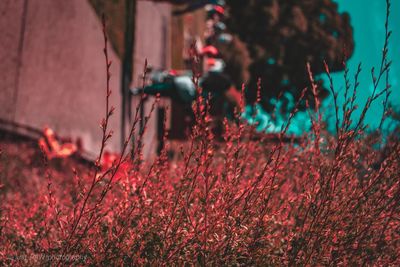 Red flowers growing on field