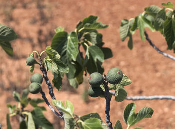 Close-up of berries growing on tree