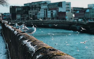 Seagulls perching on a canal in city