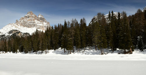 Pine trees on snow covered land against sky